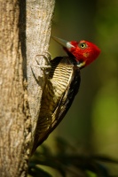 Datel svetlezoby - Campephilus guatemalensis - Pale-billed woodpecker 2852